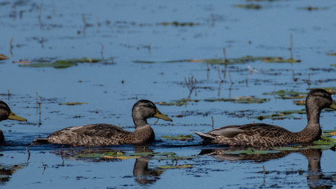 Get your ducks in a row.