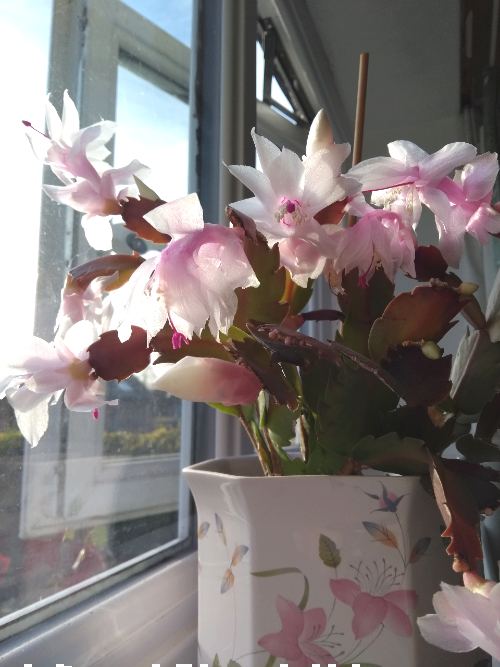 Alice's pink flowering plant sits in a white floral pot on a window sill overlooking a sunny field in Cambridgeshire