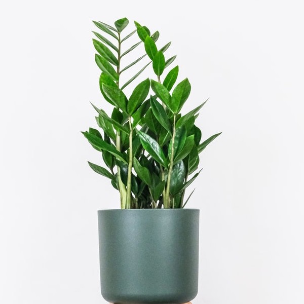 Houseplant in a grey pot